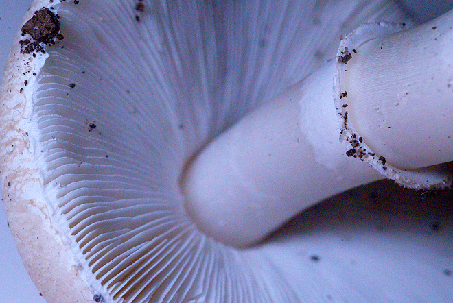 Leucoagaricus? (Cfr. Leucoagaricus littoralis)