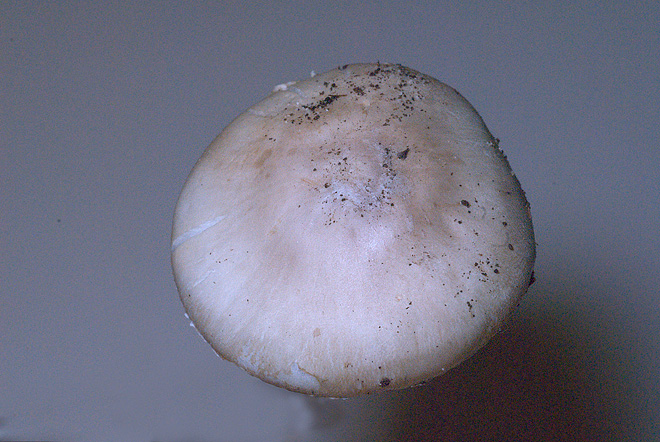Leucoagaricus? (Cfr. Leucoagaricus littoralis)