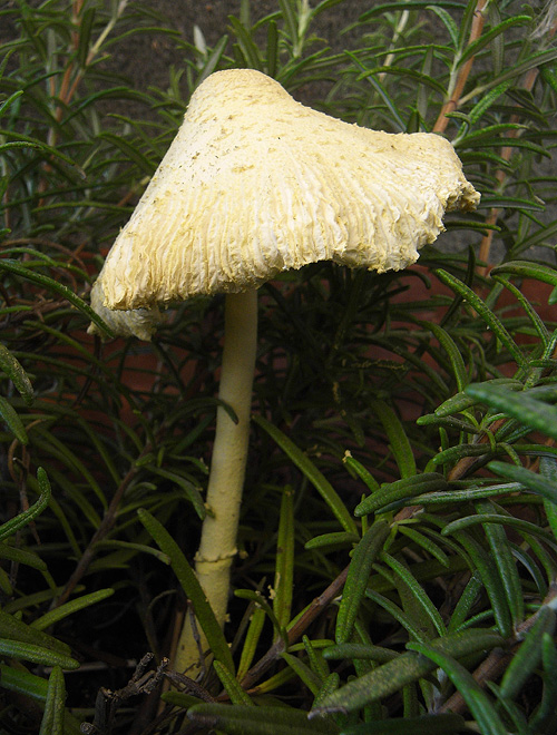 Fungo del rosmarino. (cfr. Leucocoprinus flos-sulphuris)