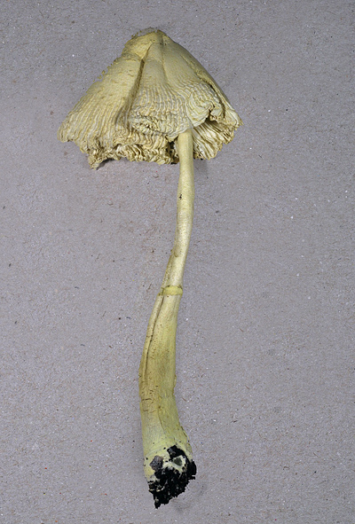 Fungo del rosmarino. (cfr. Leucocoprinus flos-sulphuris)