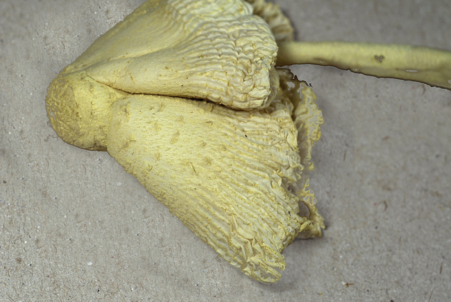 Fungo del rosmarino. (cfr. Leucocoprinus flos-sulphuris)