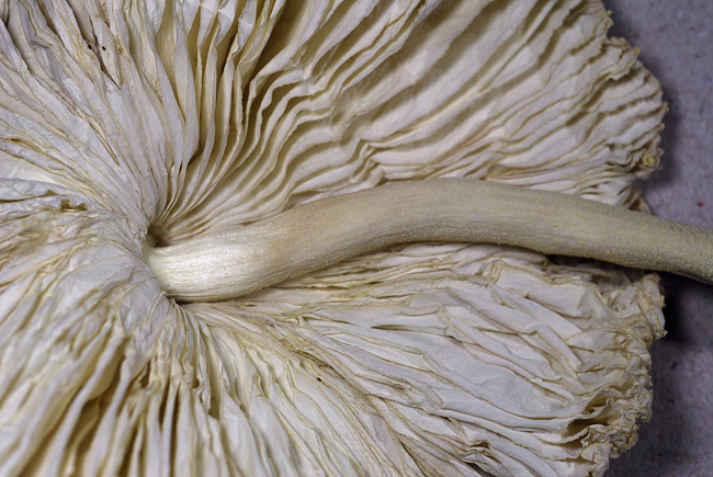 Fungo del rosmarino. (cfr. Leucocoprinus flos-sulphuris)