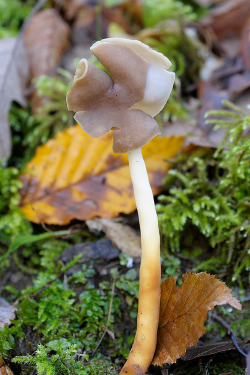 Helvella alastica?