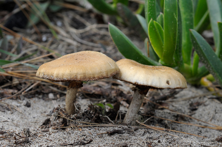 Pholiota praecox? (Agrocybe praecox)