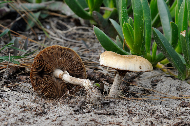 Pholiota praecox? (Agrocybe praecox)