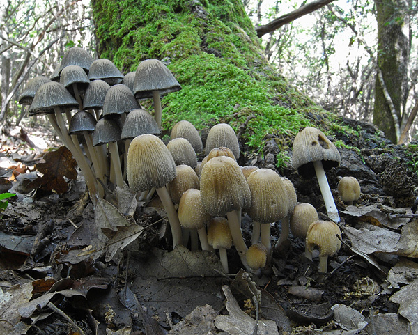 Coprini.....