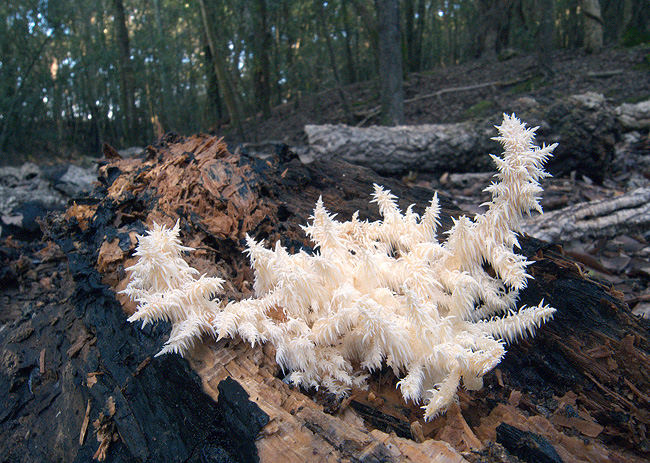 Hericium clathroides.