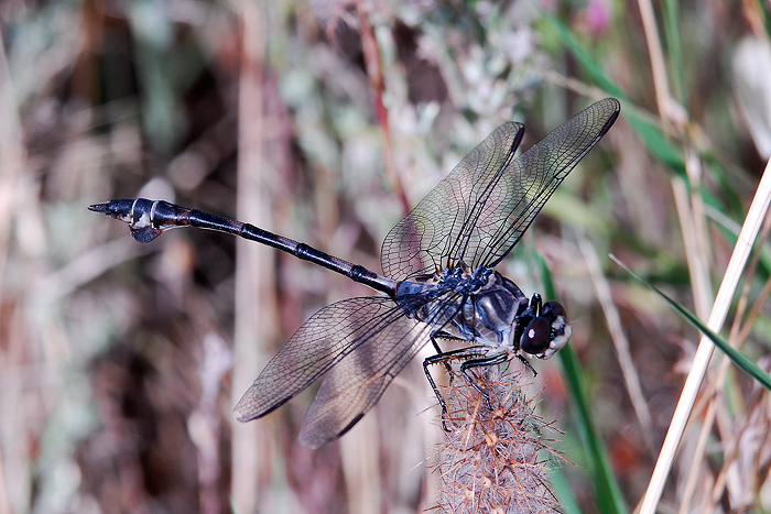 Bella e sconosciuta (per me) - Lindenia tetraphylla