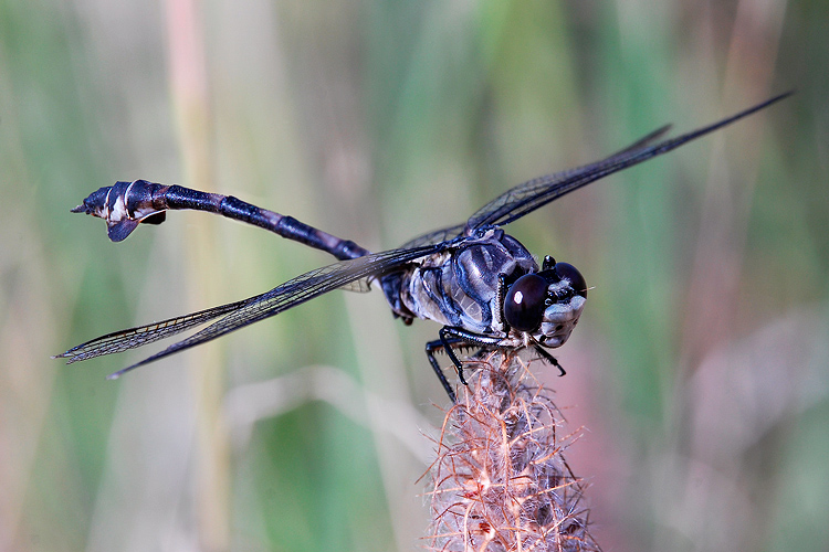 Bella e sconosciuta (per me) - Lindenia tetraphylla