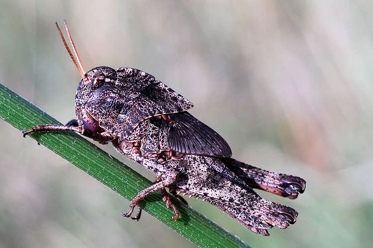 Ninfa di Locusta migratoria (Acrididae)