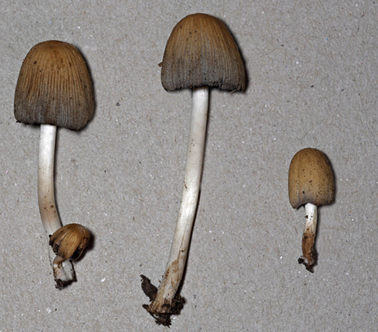 Coprini.....