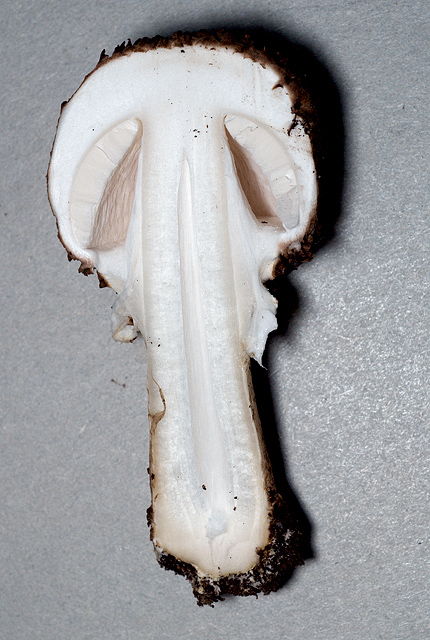 Funghetto interessante....