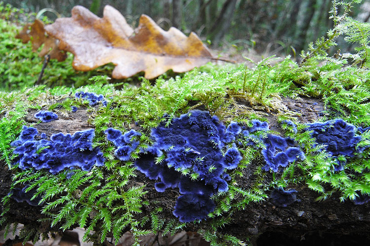 Con questo colore........ (Terana caerulea)