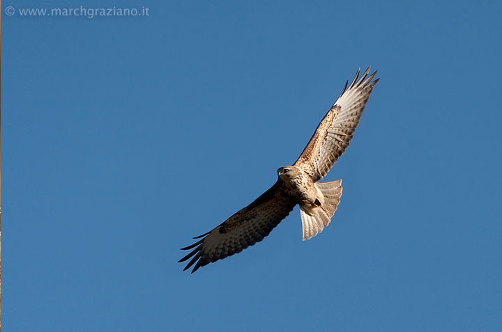 Poiana  -Buteo buteo