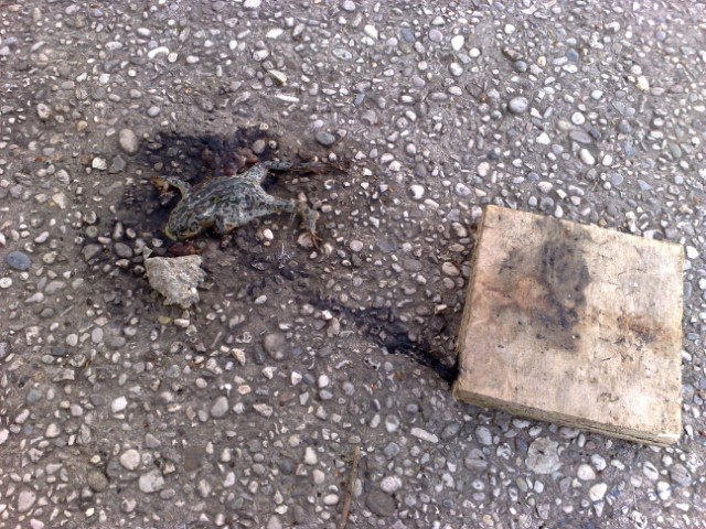 strage rospi smeraldini