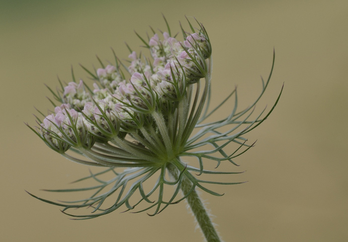 Daucus carota