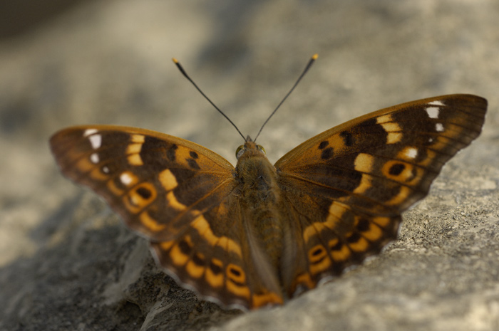 Una farfalla da identificare