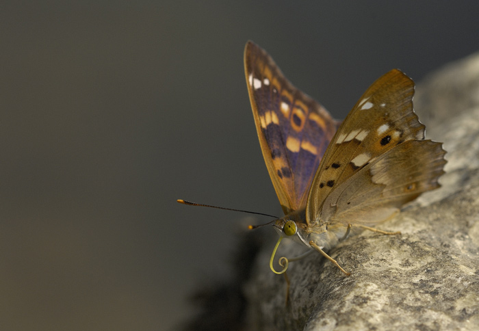 Una farfalla da identificare