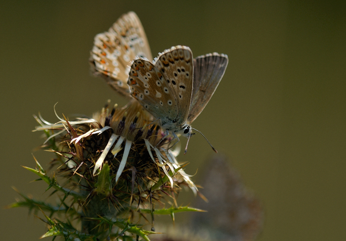 da identificare - Polyommatus (Meleageria) coridon