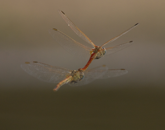 libellule da identificare - Sympetrum fonscolombei