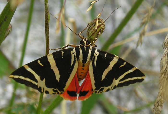 Identificazione - Euplagia quadripunctaria