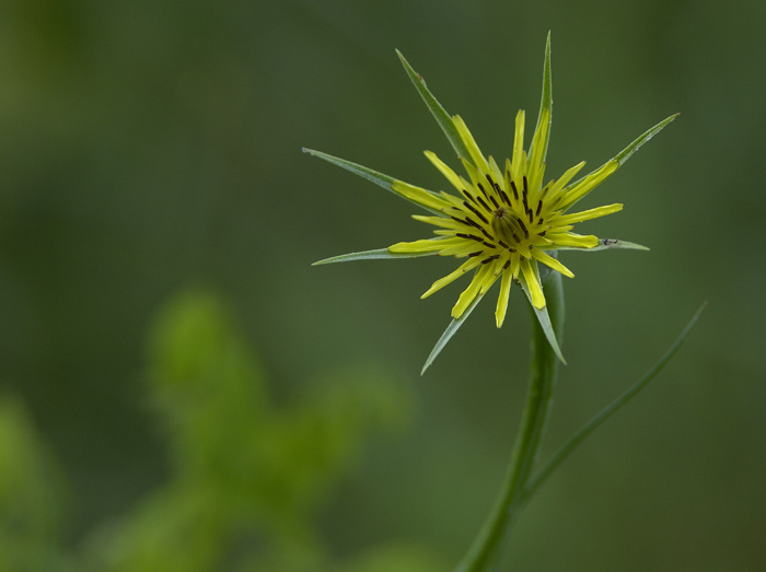 Tragopogon dubius