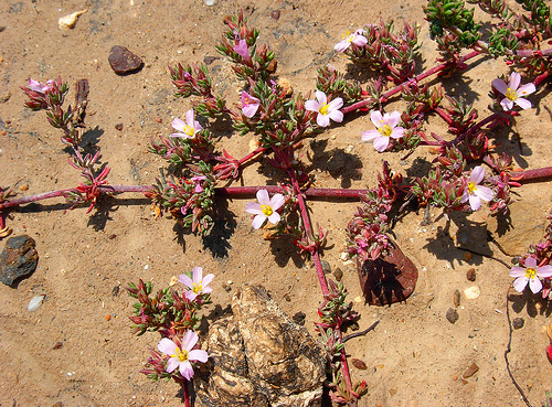 Spergularia ? no, Frankenia sp.