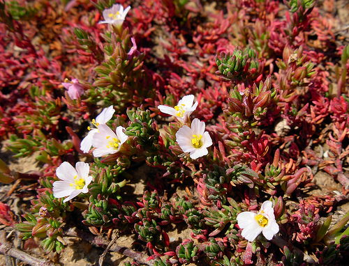 Spergularia ? no, Frankenia sp.