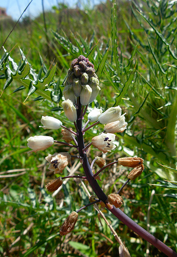 Bellevalia romana (L.) Sweet  in Sardegna