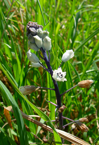 Bellevalia romana (L.) Sweet  in Sardegna