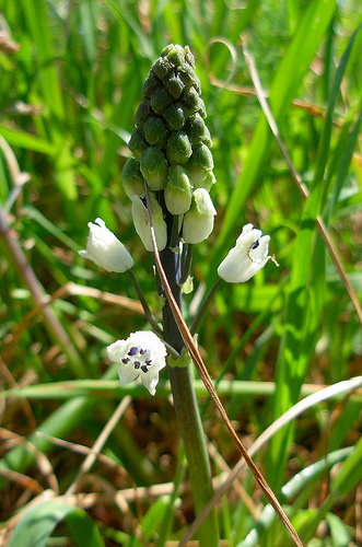 Bellevalia romana (L.) Sweet  in Sardegna