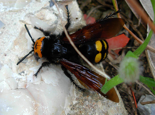 Grosso  imenottero: Megascolia maculata