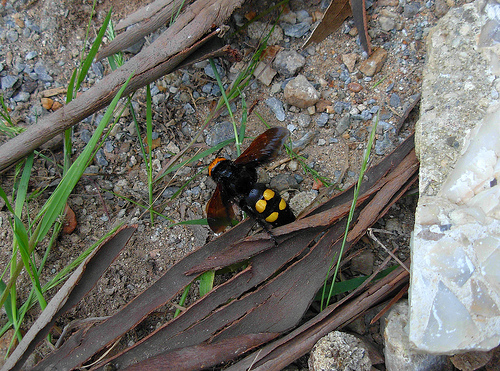 Grosso  imenottero: Megascolia maculata