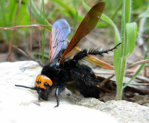 Grosso  imenottero: Megascolia maculata