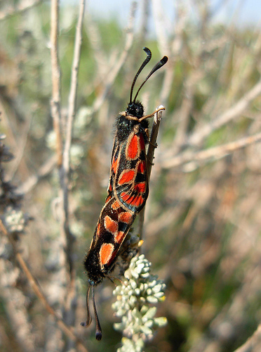 Zygaena carniolica? -  Zygaena (Agrumenia) orana sardoa