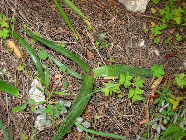 Scilla obtusifolia (solo foglie)