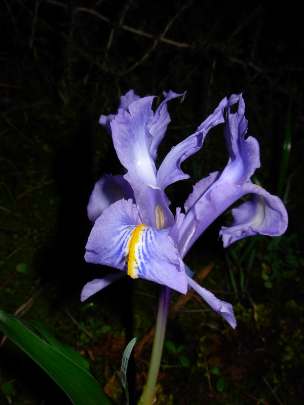 Iris planifolia