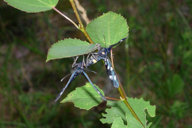 Segonzano (Trentino A.A.)