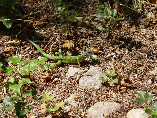 Piramidi di Segonzano (Val di Cembra)