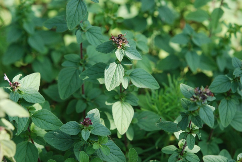 Origanum vulgare