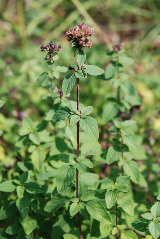 Origanum vulgare