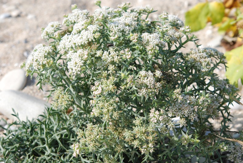 Echinophora spinosa