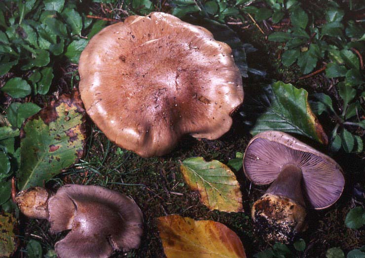 Cortinarius: un genere impossibile?