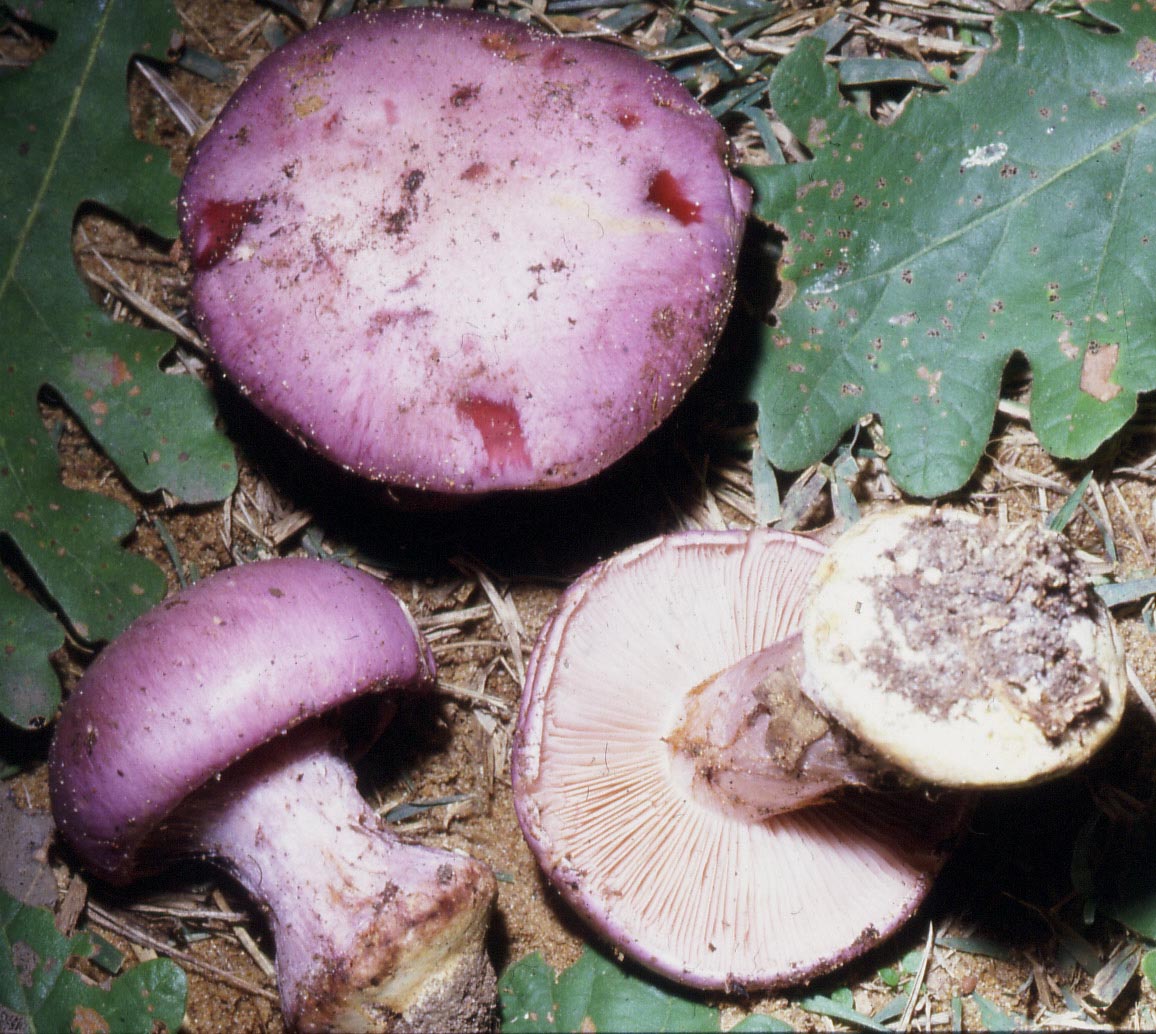 Cortinarius secc. Caerulescentes