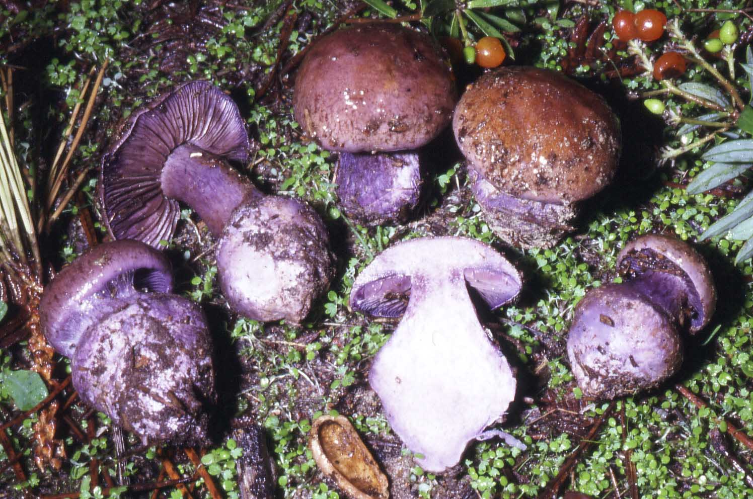 Cortinarius cf. purpurascens