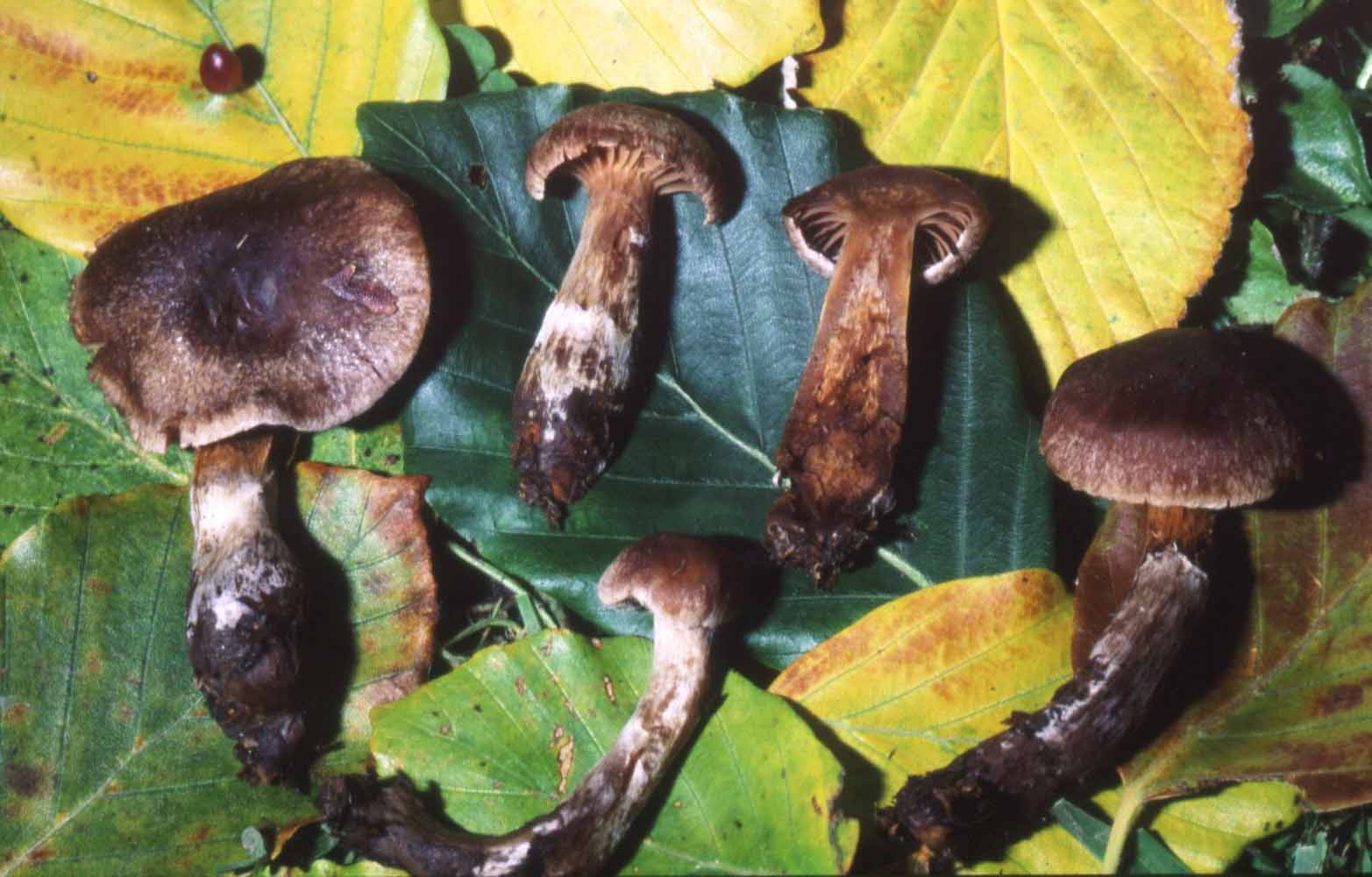 Cortinarius: un genere impossibile?