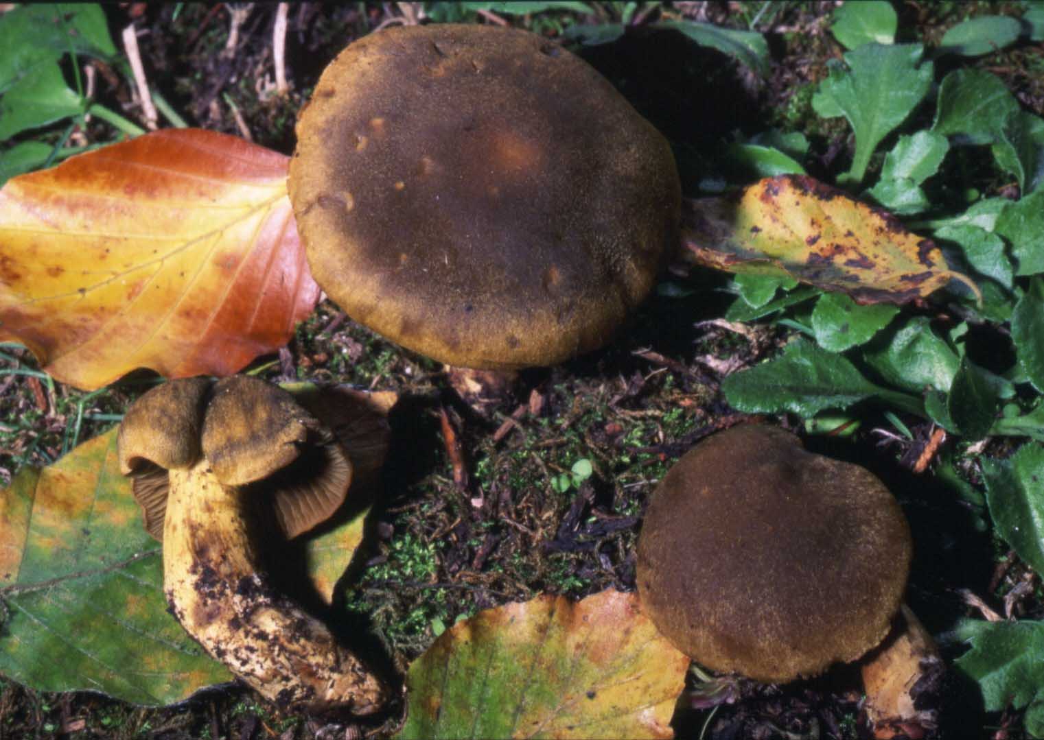 Cortinarius: un genere impossibile?