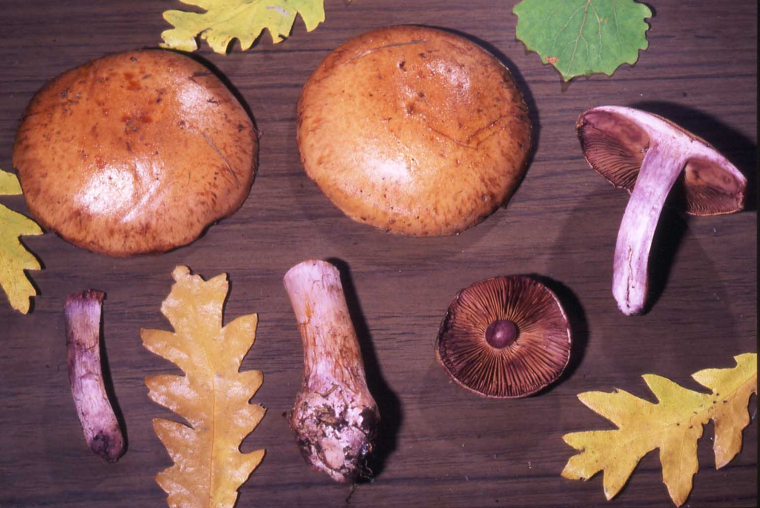 Cortinarius cf. purpurascens