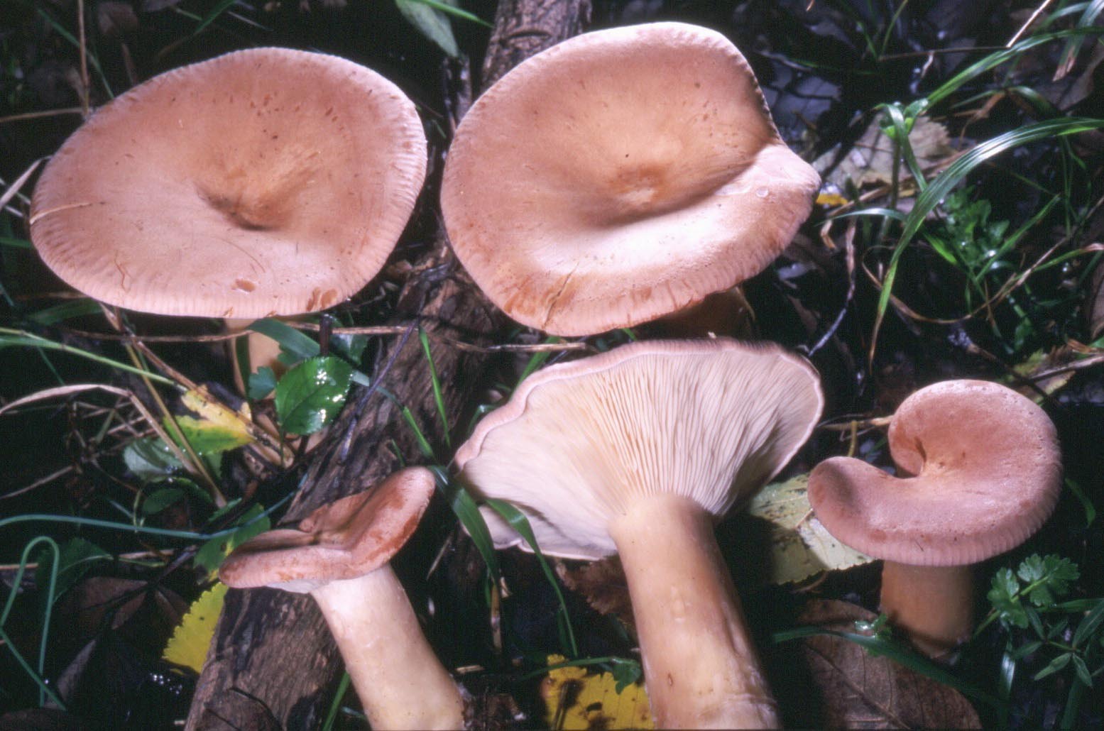 A proposito di Clitocybe...