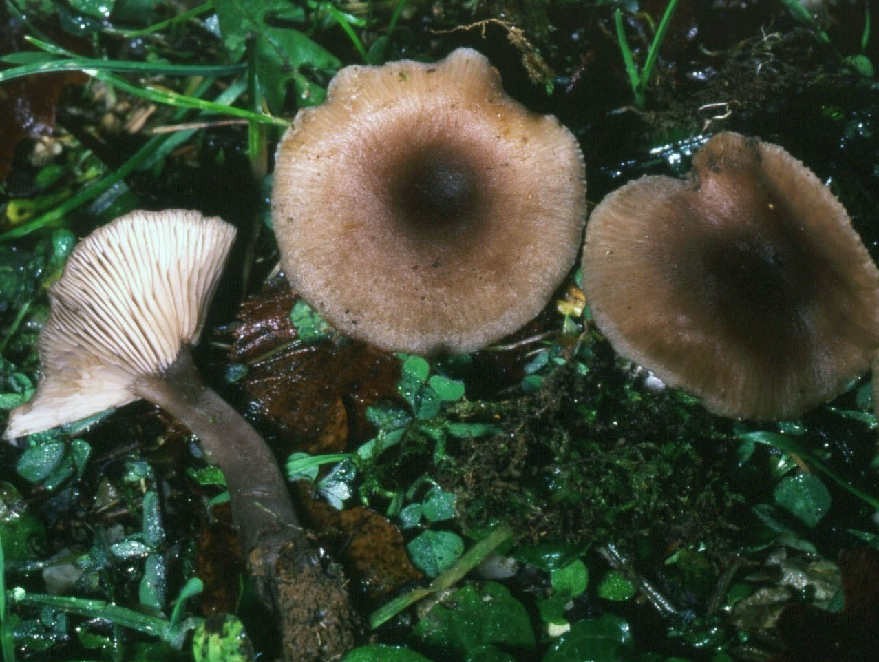 Ritrovamenti Gennaio 2009